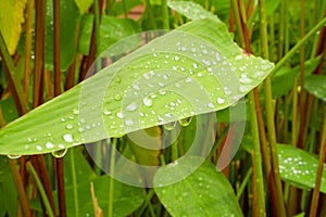 The water droplet from raindrops on fresh green water canna`s leaf plant or Fire flage, cover all of leaflet, on blur background