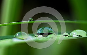 Water droplet with reflection on leaf