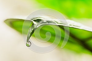 Water droplet on the tip of Alocasia leaf