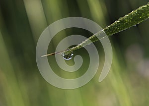 Water droplet at the tip of a leaf in the morning