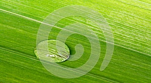 Water droplet on a tropical leaf background