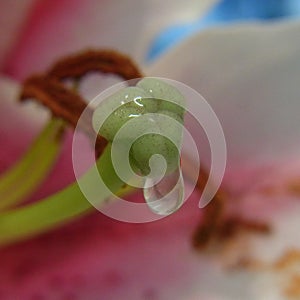 Water Droplet on Tulip Pistil