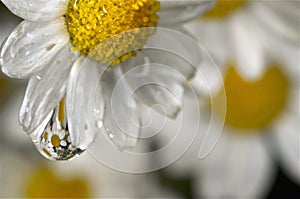 Water droplet on a white and yellow flower