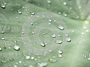 Water droplet on Yam Leaf