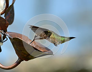 Hummingbird and Water Droplet