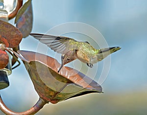 Hummingbird and Water Droplet