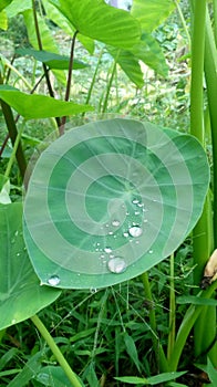 Water droplets on Arvi leaves