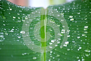 The water droplets on the banana leave