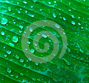 Water droplets on banana leaves in the morning farm