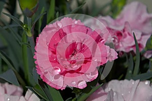 Water droplets on a beautiful pink carnation flower