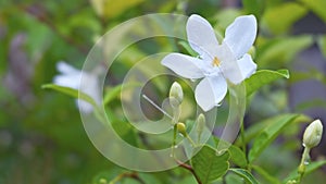 Water droplets on beautiful white flowers after the rain, Close up white flower Snowflake, Milky Way, Arctic Snow, Winter Cherry