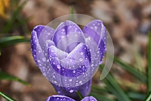 Beautiful Purple Crocus Flower with Water Droplets