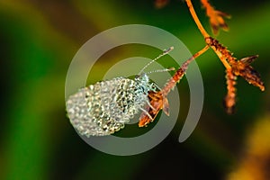 Water droplets on butterflies  Leptosia nina on flowers