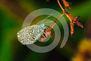 Water droplets on butterflies  Leptosia nina on flowers