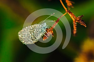 Water droplets on butterflies  Leptosia nina on flowers