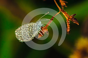 Water droplets on butterflies  Leptosia nina on flowers