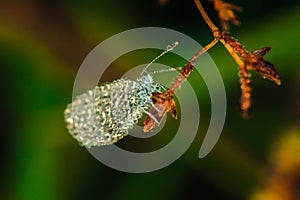 Water droplets on butterflies  Leptosia nina on flowers