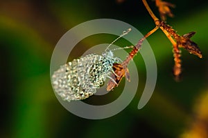 Water droplets on butterflies  Leptosia nina on flowers