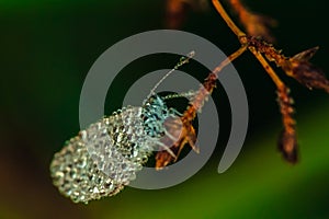 Water droplets on butterflies  Leptosia nina on flowers