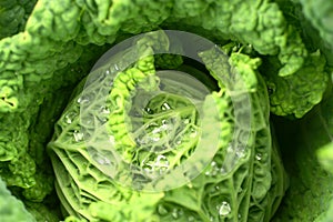 Water droplets on cabbage