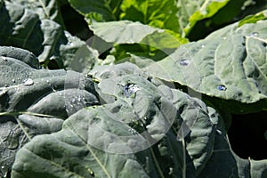 Water droplets on a cabbage leaf after the rain in the garden in summer