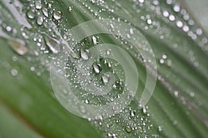 Water droplets on Canna leaf in the monsoon season, India.