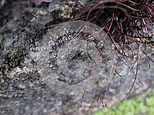 Water droplets caught in a web