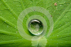 Water droplets contaminated soils.On the lotus leaf