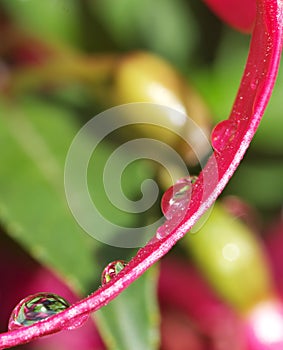 Water droplets on curve of bright pink fuchsia petal.