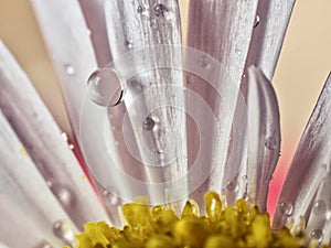Water droplets on a daisy, macro.