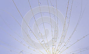 Water droplets on a dandelion, dandelion on a blue sky background