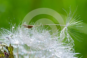 Water droplets on a Dandelion flower macro close-up morning sunshine with bokeh lights. Dandelion seed with reflection