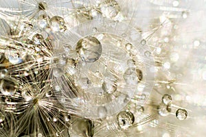 Water droplets on a Dandelion flower macro close-up morning sunshine with bokeh lights. Dandelion seed with reflection