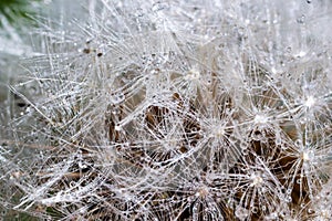 Water droplets on a Dandelion flower macro close-up morning sunshine with bokeh lights. Dandelion seed with reflection