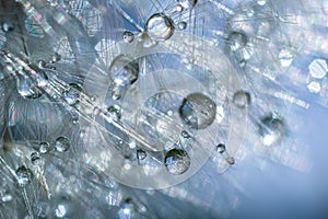 Water droplets on a Dandelion flower macro close-up morning sunshine with bokeh lights. Dandelion seed with reflection