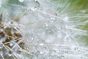 Water droplets on a Dandelion flower macro close-up morning sunshine with bokeh lights. Dandelion seed with reflection