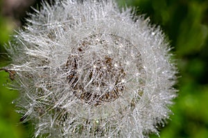 Water droplets on a Dandelion flower macro close-up morning sunshine with bokeh lights. Dandelion seed with reflection