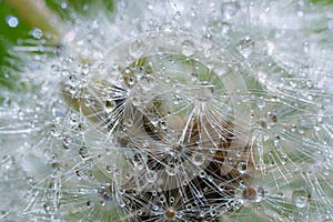 Water droplets on a Dandelion flower macro close-up morning sunshine with bokeh lights. Dandelion seed with reflection