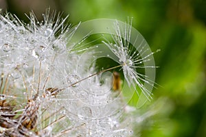 Water droplets on a Dandelion flower macro close-up morning sunshine with bokeh lights. Dandelion seed with reflection