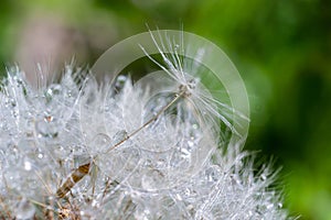 Water droplets on a Dandelion flower macro close-up morning sunshine with bokeh lights. Dandelion seed with reflection