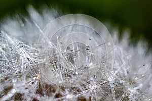 Water droplets on a Dandelion flower macro close-up morning sunshine with bokeh lights. Dandelion seed with reflection