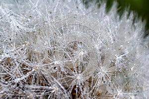 Water droplets on a Dandelion flower macro close-up morning sunshine with bokeh lights. Dandelion seed with reflection