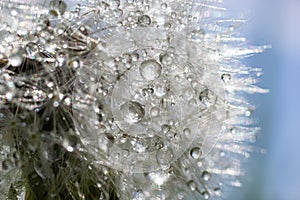 Water droplets on a Dandelion flower macro close-up morning sunshine with bokeh lights. Dandelion seed with reflection