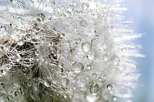 Water droplets on a Dandelion flower macro close-up morning sunshine with bokeh lights. Dandelion seed with reflection