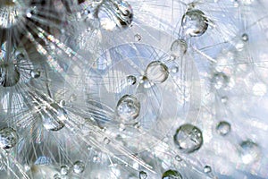 Water droplets on a Dandelion flower macro close-up morning sunshine with bokeh lights. Dandelion seed with reflection