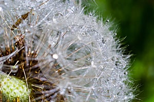 Water droplets on a Dandelion flower macro close-up morning sunshine with bokeh lights. Dandelion seed with reflection