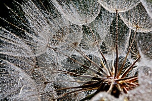 Water droplets on a dandelion seed in backlit