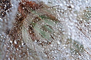 Water droplets on a dandelion seed in backlit