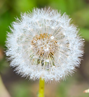 Water droplets on a dandilion. Geometry sphere