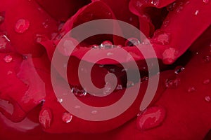 Water droplets on a dark red rose